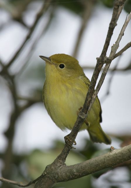 yellow_warbler3872.jpg