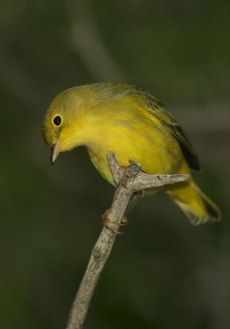 yellow_warbler3882.jpg