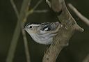 black-and-white_warbler3875