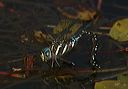 black-tipped_darner4407