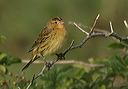 bobolink4734