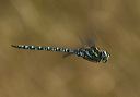 canada_darner4426