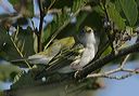 chestnut-sided_warbler4141