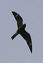 common_nighthawk4709