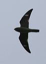 common_nighthawk4715