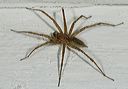 grass_spider3790