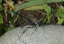 pelecinid_wasp4064