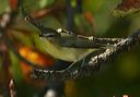 philadelphia_vireo4167