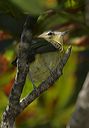 philadelphia_vireo4169