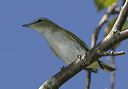 red-eyed_vireo4307