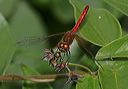 sympetrum_semicinctum4591