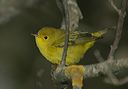 yellow_warbler3869