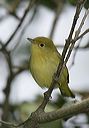 yellow_warbler3872