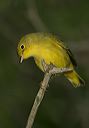 yellow_warbler3882