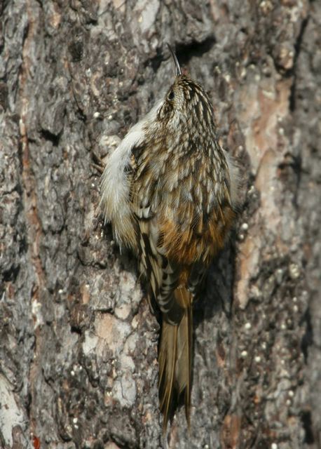 brown_creeper963.jpg