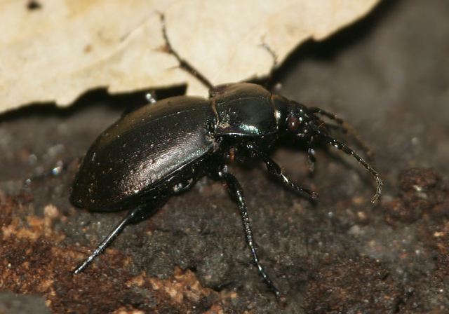 carabus_nemoralis028.jpg