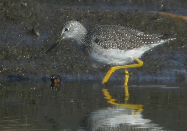 greater_yellowlegs918.jpg