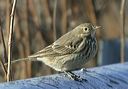 american_pipit865