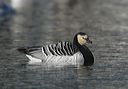 barnacle_goose1086