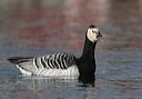 barnacle_goose1093