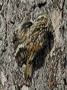 brown_creeper950