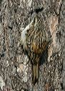 brown_creeper963