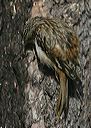 brown_creeper970