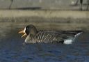 greater_white-fronted_31025