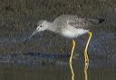 greater_yellowlegs941