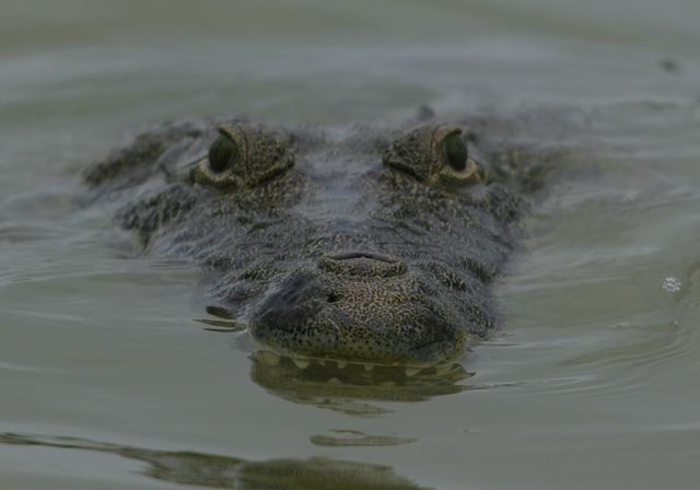 crocodylus_moreletii6484.jpg