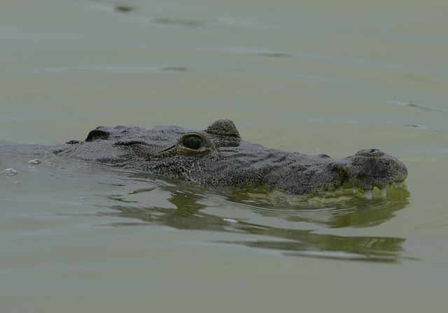 crocodylus_moreletii6504.jpg