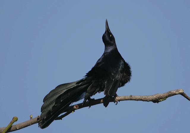 great-tailed_grackle6884.jpg