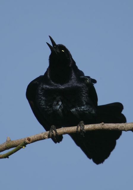great-tailed_grackle6888.jpg
