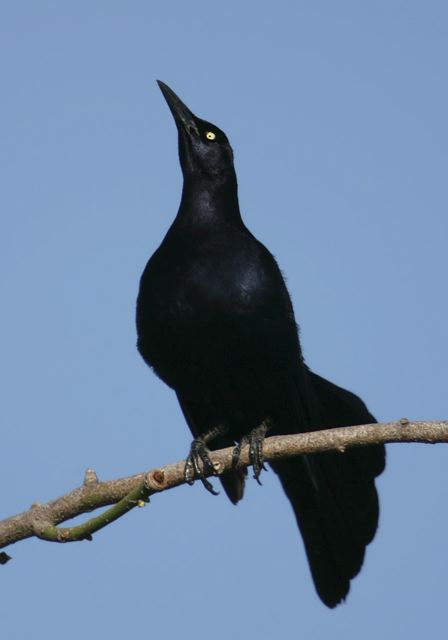 great-tailed_grackle6893.jpg