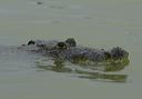 crocodylus_moreletii6504