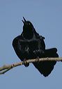 great-tailed_grackle6888