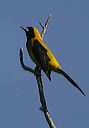 yellow-backed_oriole6903