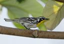 yellow-throated_warbler6757