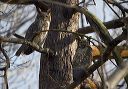 great_horned_owls5741