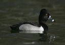 ring-necked_duck7623