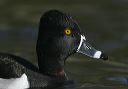ring-necked_duck7692