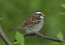 white-throated_sparrow8023