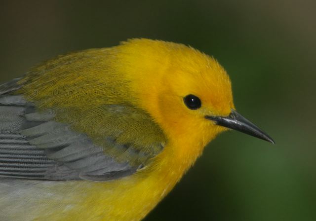 prothonotary_warbler_a8000.jpg