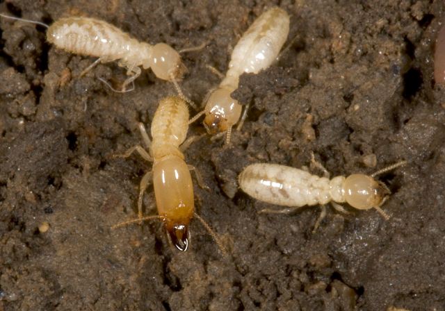 termites_6294.jpg