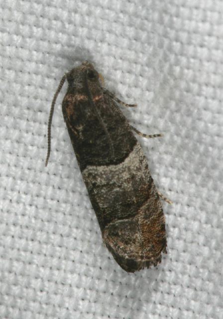 moth8312.jpg