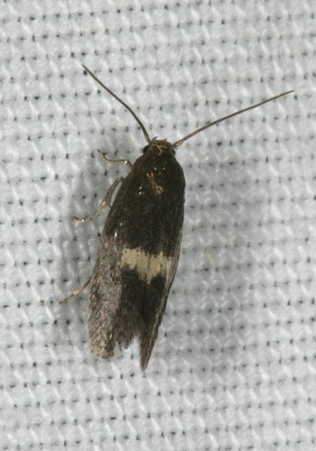 moth8353.jpg