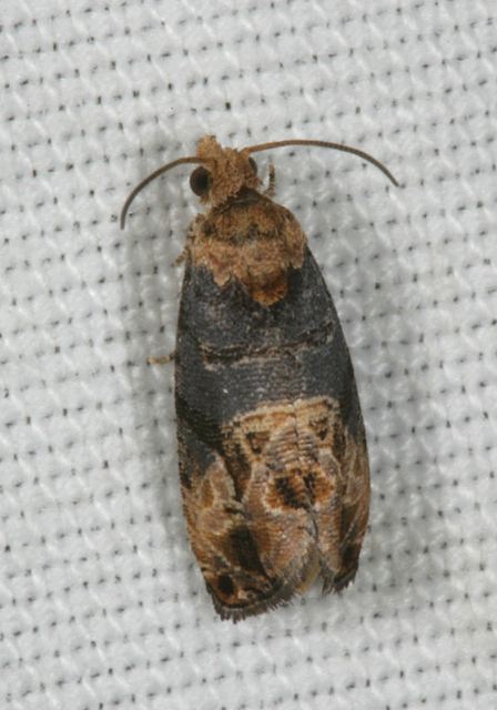 moth8361.jpg