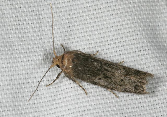 moth8399.jpg