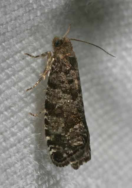 moth8475.jpg