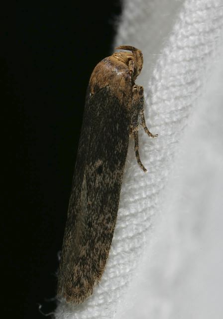 moth8479.jpg